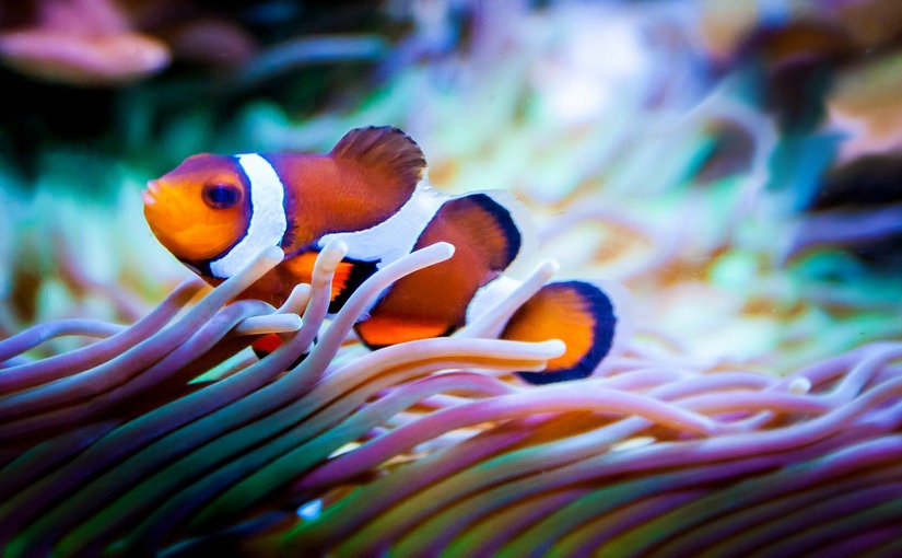 Clownfish inside anemone